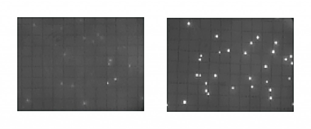 Figure 2: The image on the right illustrates a sufficient fluorescent signal intensity translating into an appropriate incubation time. The picture on the left shows that an accurate count is not possible if the intensity of the fluorescence is too low due to an insufficient incubation time.