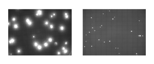 Figure 3: The image on the left shows the size of fluorescent spots after a 48-hour incubation period at 22°C on yeast extract medium with naturally contaminated water. It shows very large spots compared to the image on the right, which shows the usual spot size expected after an optimal incubation time.