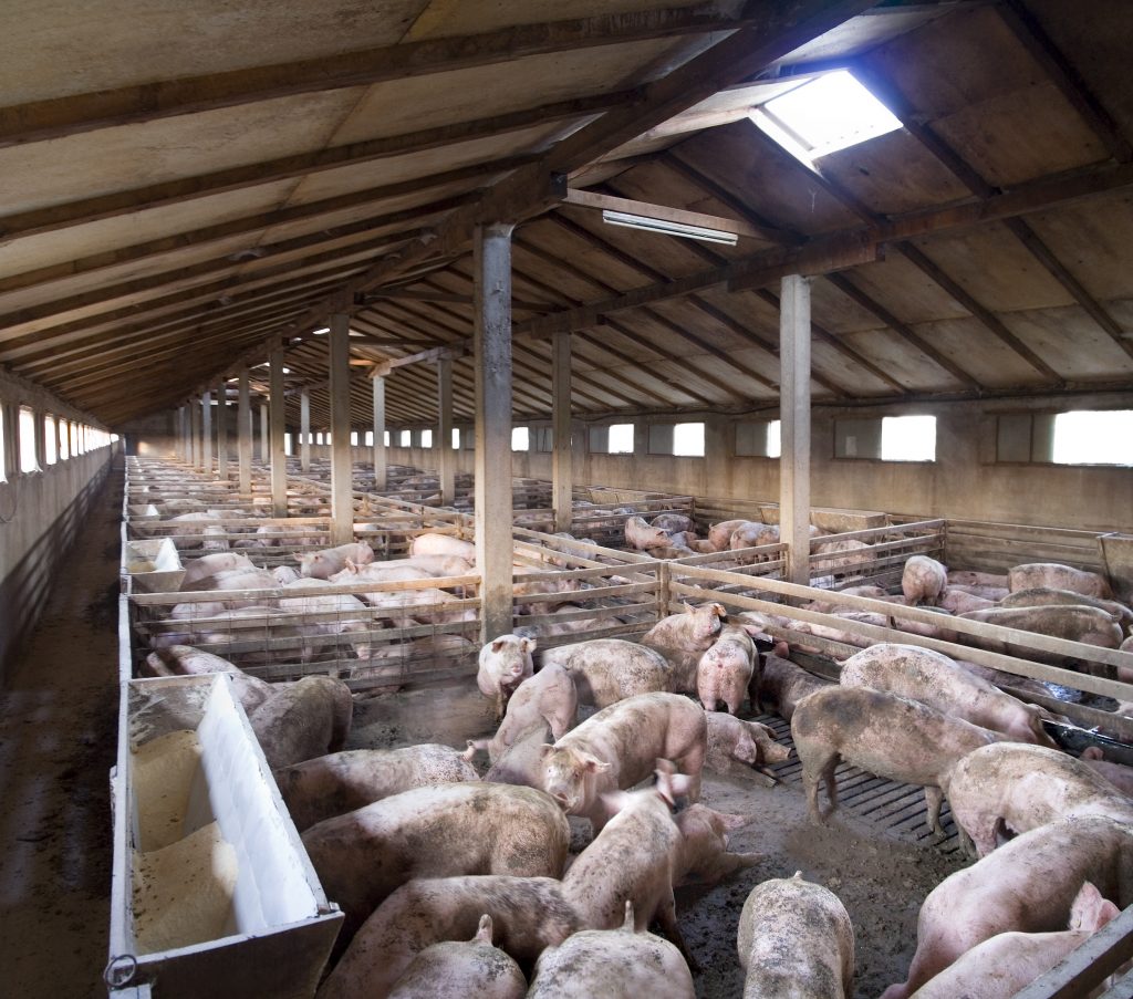 pig breeding farm