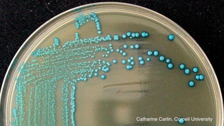 Researchers Discover Five Novel Species of Listeria