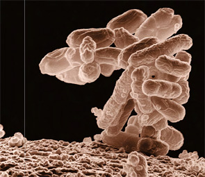 Low-temperature electron micrograph of a cluster of E. coli bacteria magnified 10,000 times.